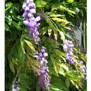 Summer wisteria, C10