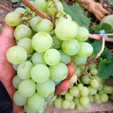 Grapevines 'Antonij Velikij' C2