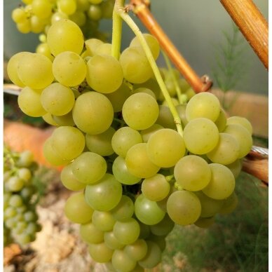 Grapevines 'Muskat Odesskij' C2