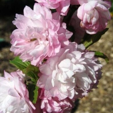 Flowering Almond 'ROSEA PLENA', C5