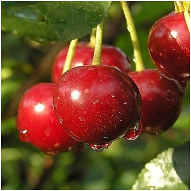 Cherry 'Pandy' C10