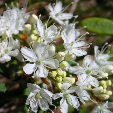 Vyšnia paprastoji 'Umbraculifera' C60, Pa 2