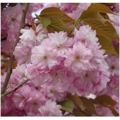 Japanese cherry 'Kanzan' C10 2