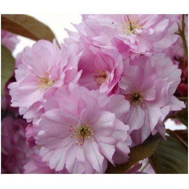 Japanese cherry 'Kanzan' C10 3