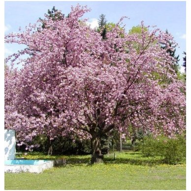 Japanese cherry 'Kanzan' C10