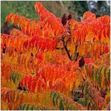 Cutleaf Smooth Sumac 'Laciniata' C5