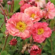 Geum 'Bohema Pink', C2