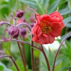 Geum 'Flames of Passion', C2