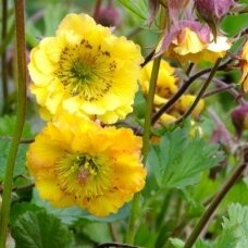 Geum 'Golden Joy', C2