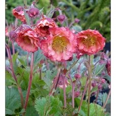 Geum 'Pink Petticoats', C2