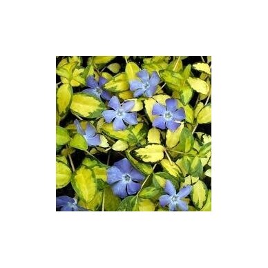 Lesser periwinkle 'Illumination' C2