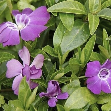 Lesser periwinkle 'Multiplex' C2