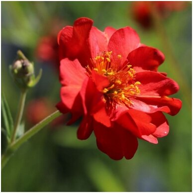 Geum 'Feuerball' C2