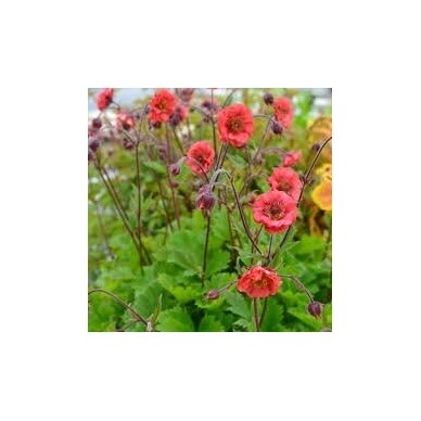 Geum 'Flames of Passion', C2 2