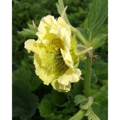 Geum 'Tales of Hex', C2